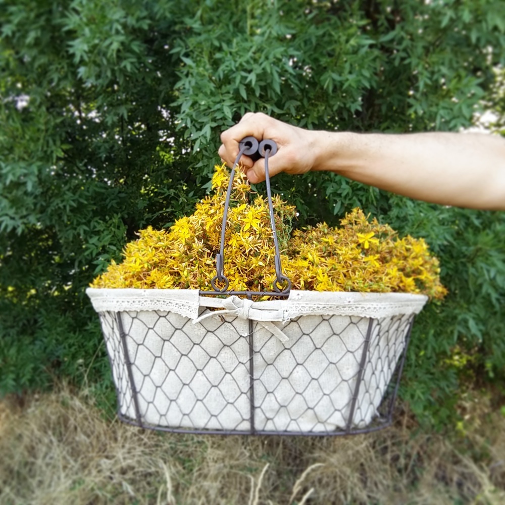 Recolección_tintórea_hipérico_Tintes-Naturales